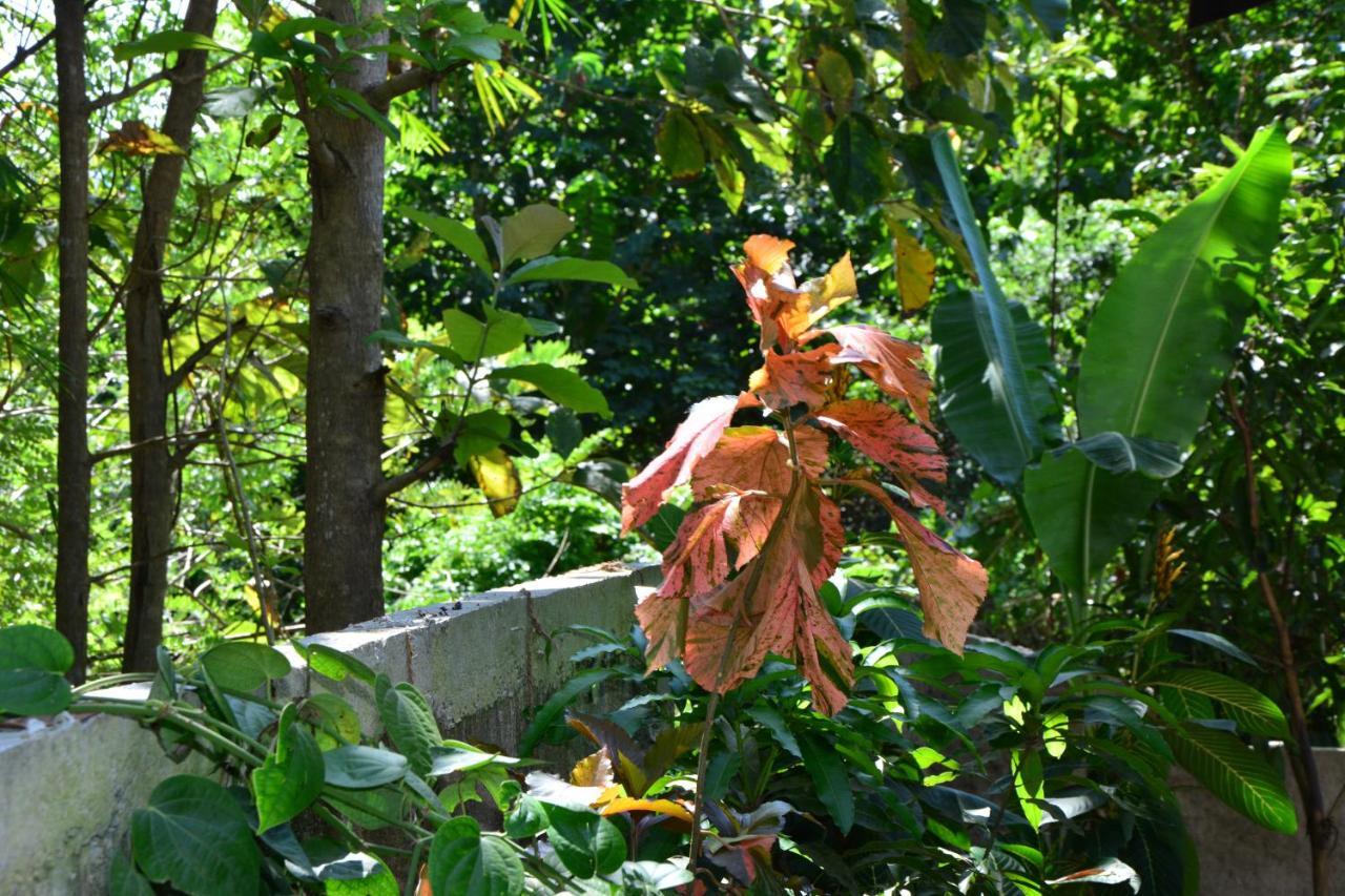 View Guesthouse & Bistro At Goyambokka Tangalle Exterior photo